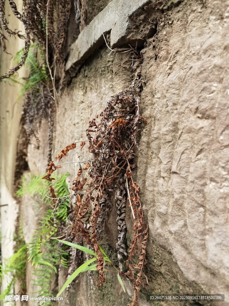 岩石上枯萎的褐色藤蔓植物