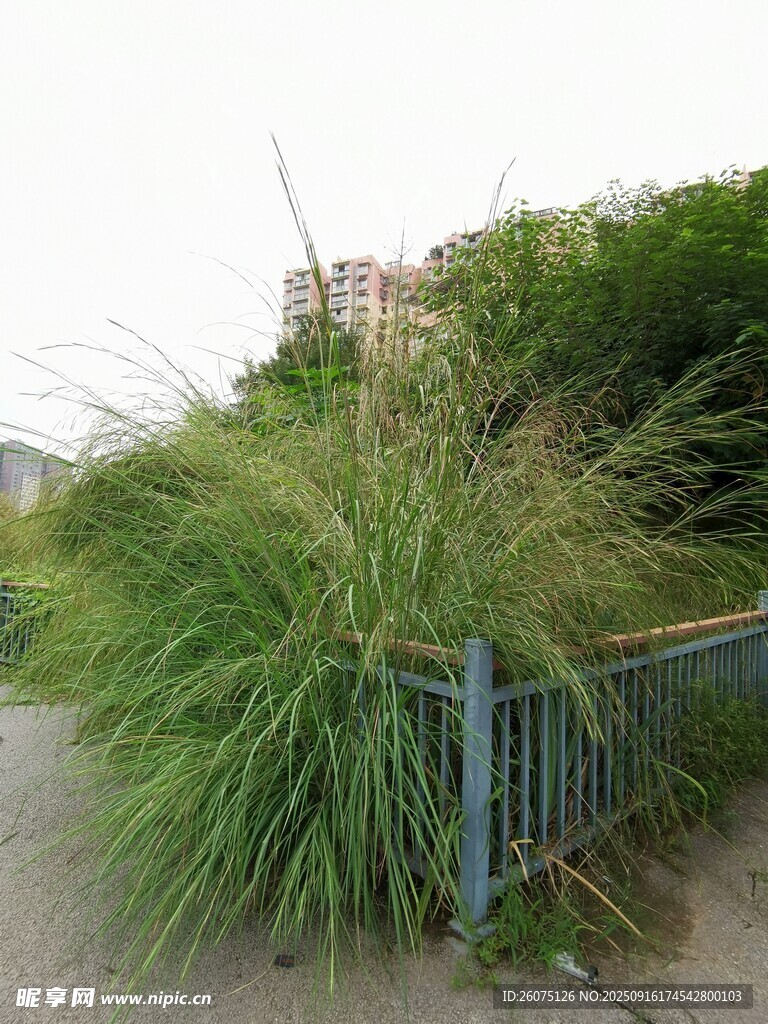路边茂盛的绿色观赏草