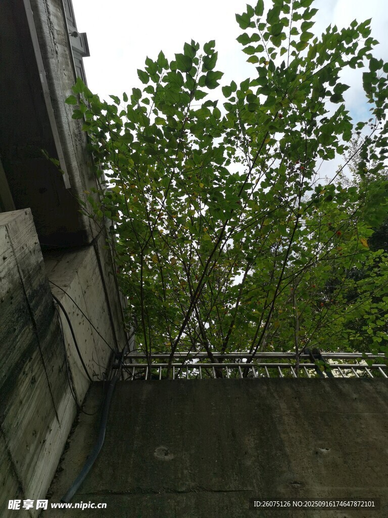 楼边繁茂绿树景观