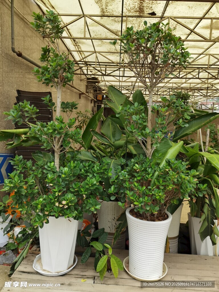 室内绿植盆栽景观