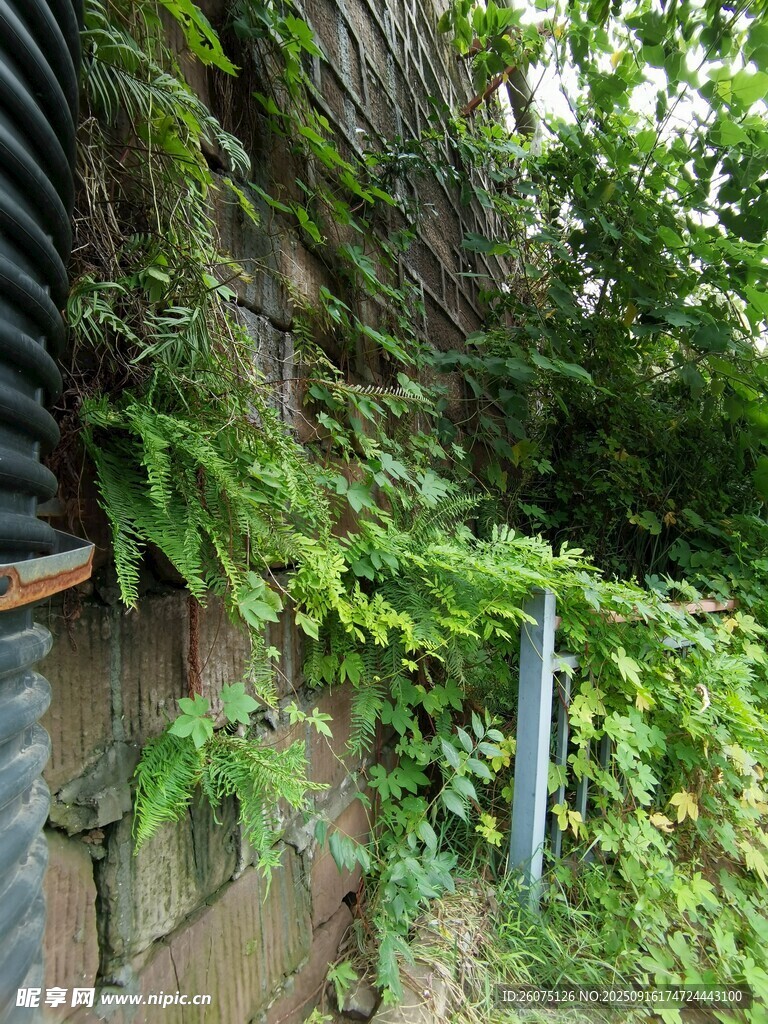 爬满绿植的老旧墙面