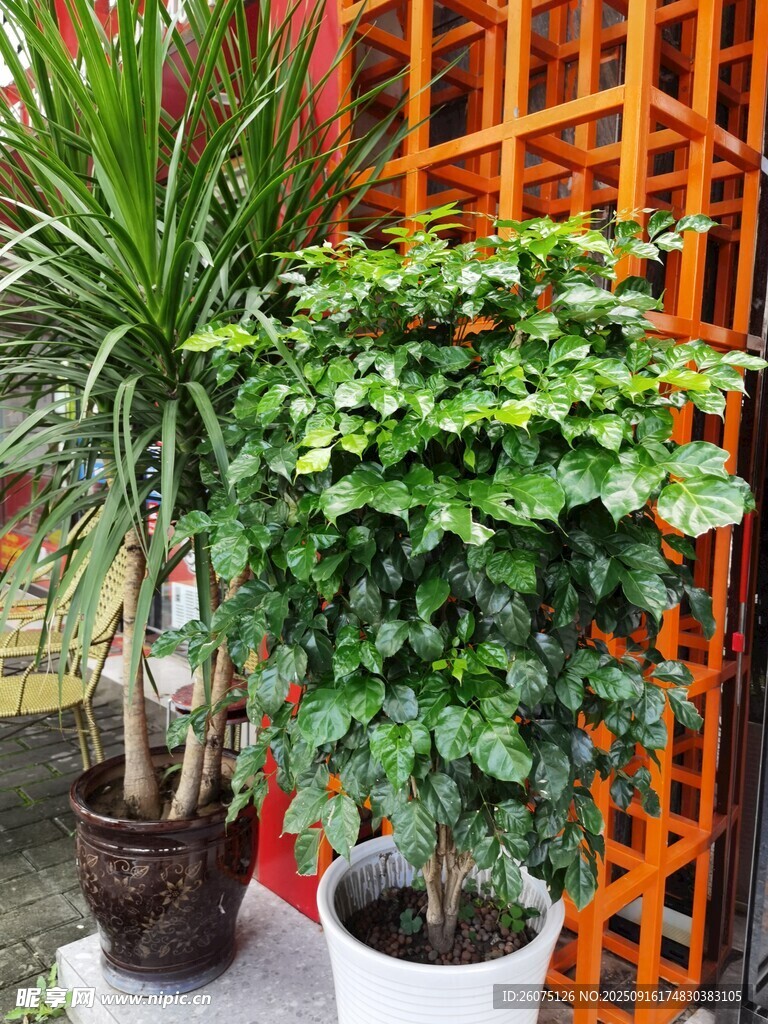 室内绿植装点雅致空间