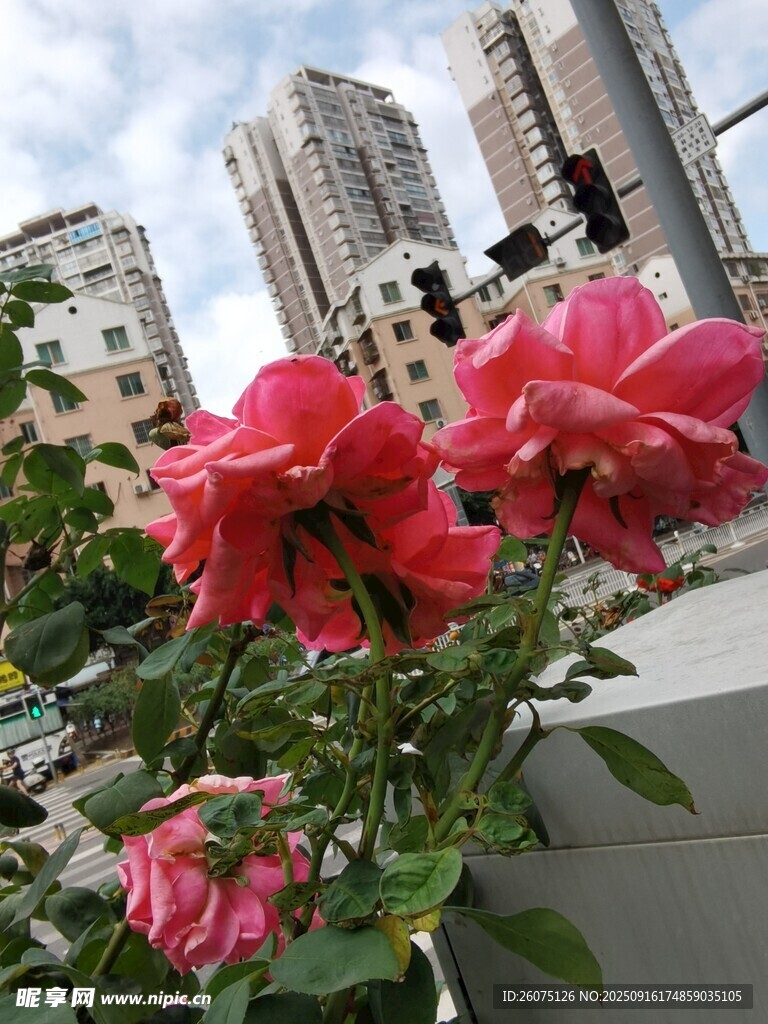 城市街头绽放的娇艳玫瑰