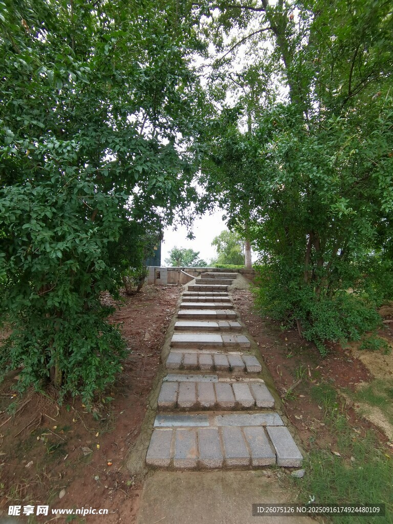 林间石阶小路