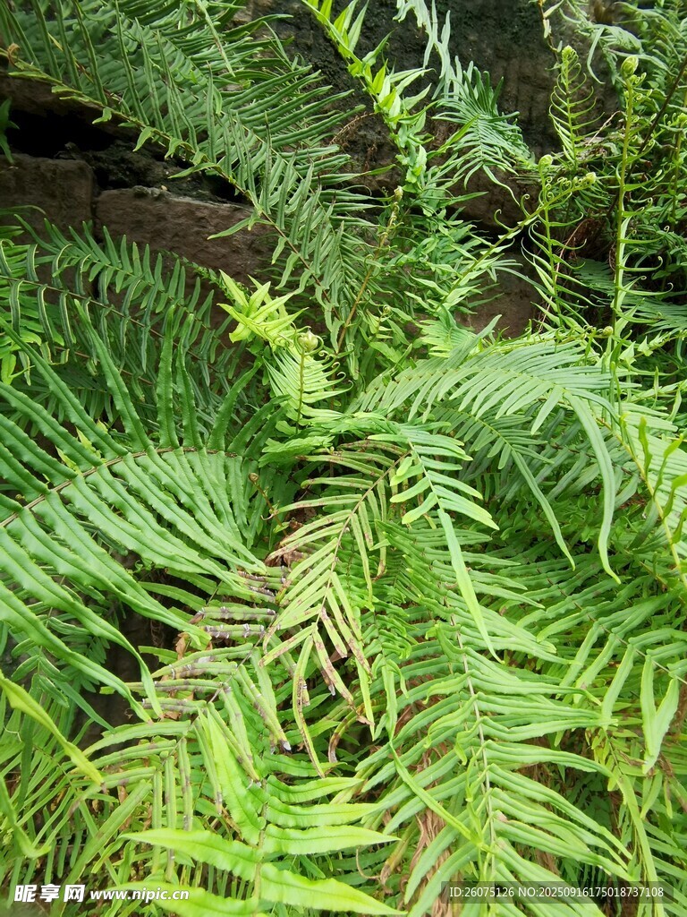 翠绿蕨类植物自然景致