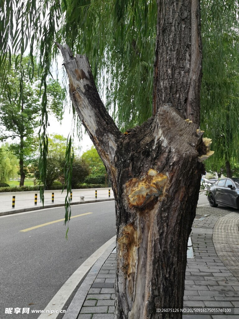 柳树树干上的奇特树瘤