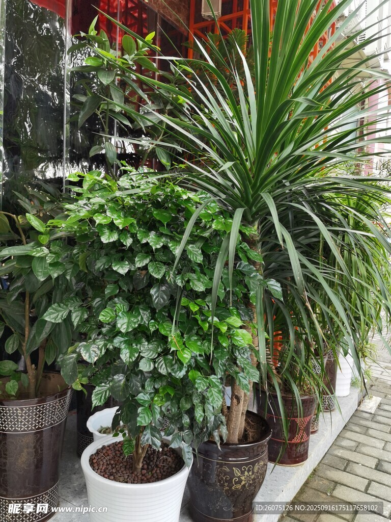 多样绿植装点温馨角落