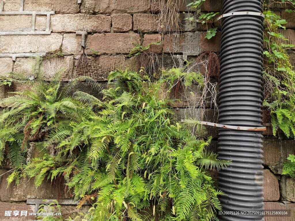 砖墙绿植与黑色管道景观