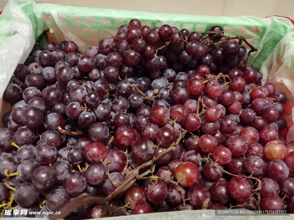 新鲜小紫葡萄满满一箱