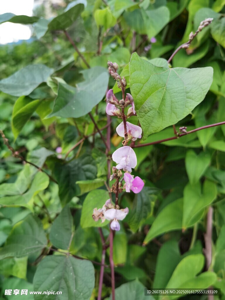 一株豆角开着粉花