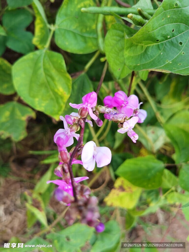 娇艳豌豆花绽放绿叶间