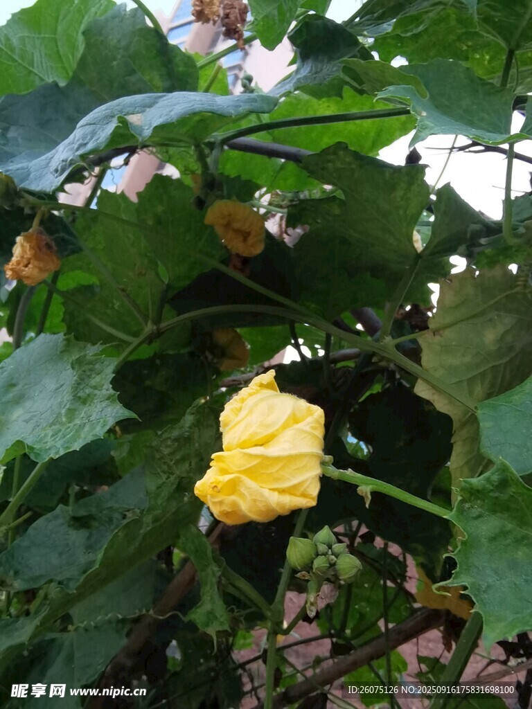 黄色丝瓜花绽于绿叶间
