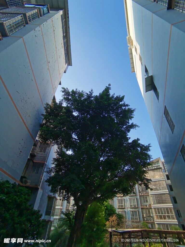 楼间绿树映蓝天