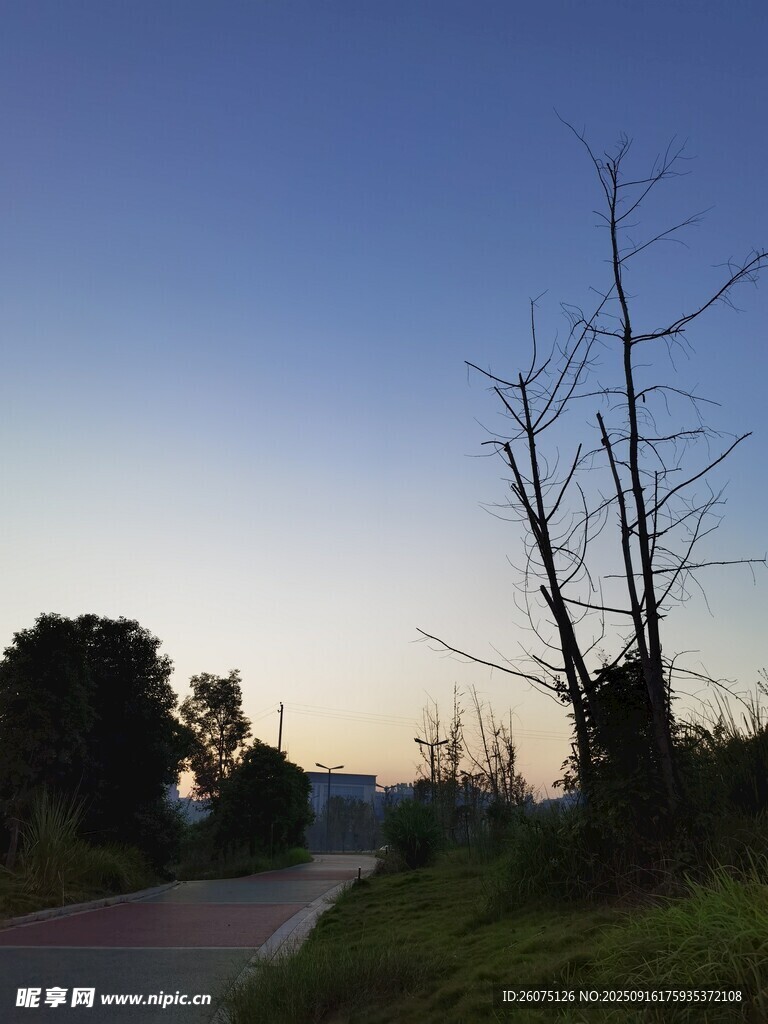 黄昏乡间路枯树伴暮色