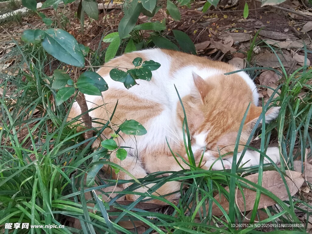 草丛中安睡的猫咪