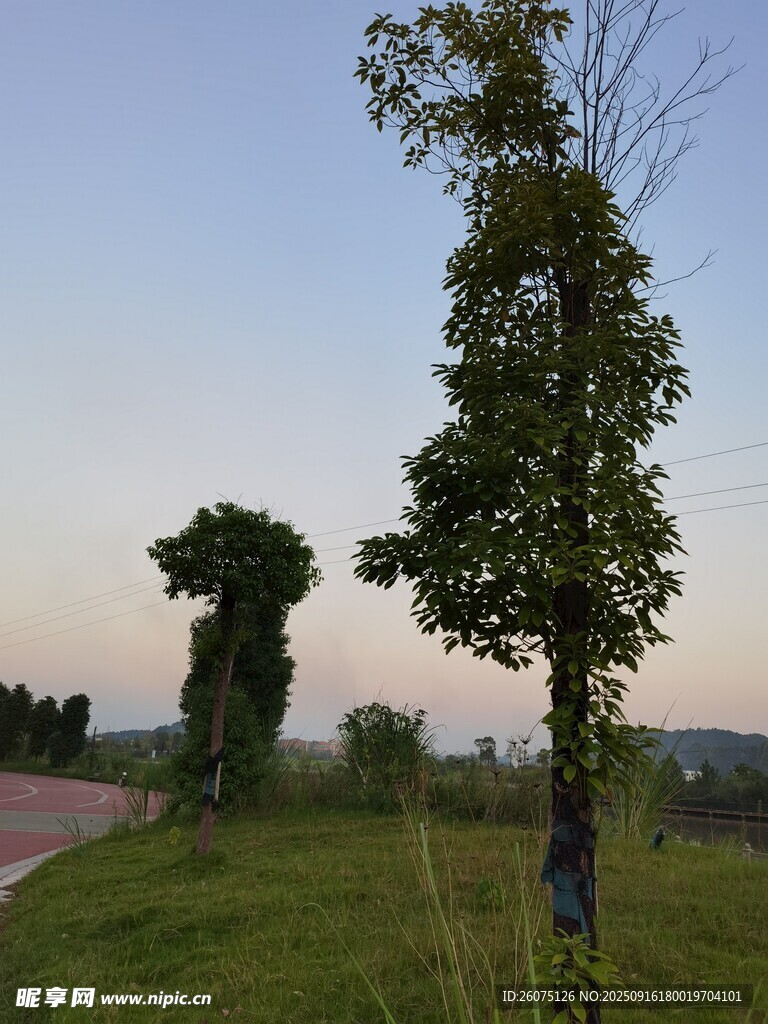 路边绿意盎然的树木景观