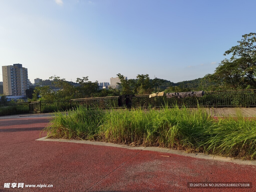 城市公园中的绿植景观