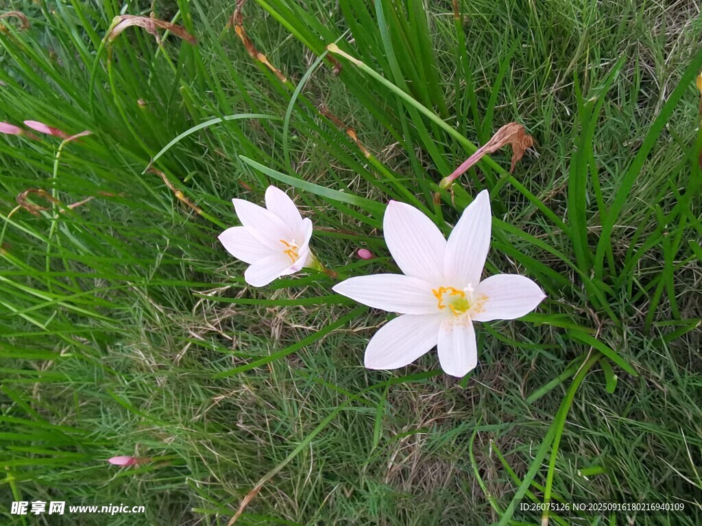 草地上的两朵清新白花