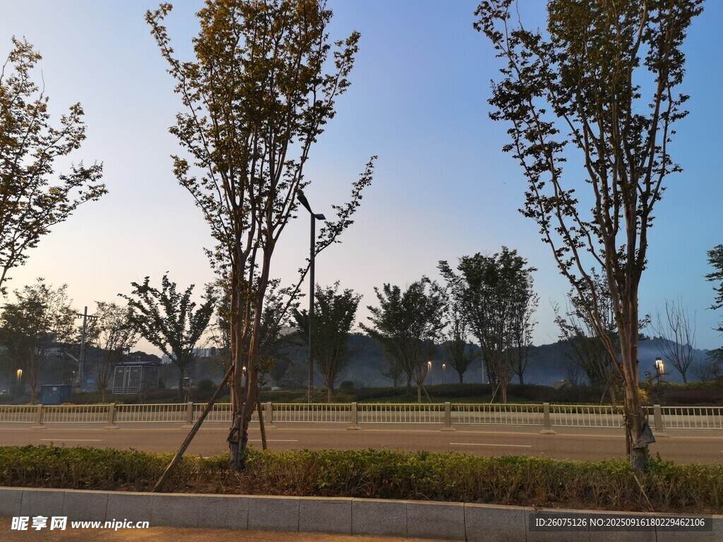 清晨路边树木风景