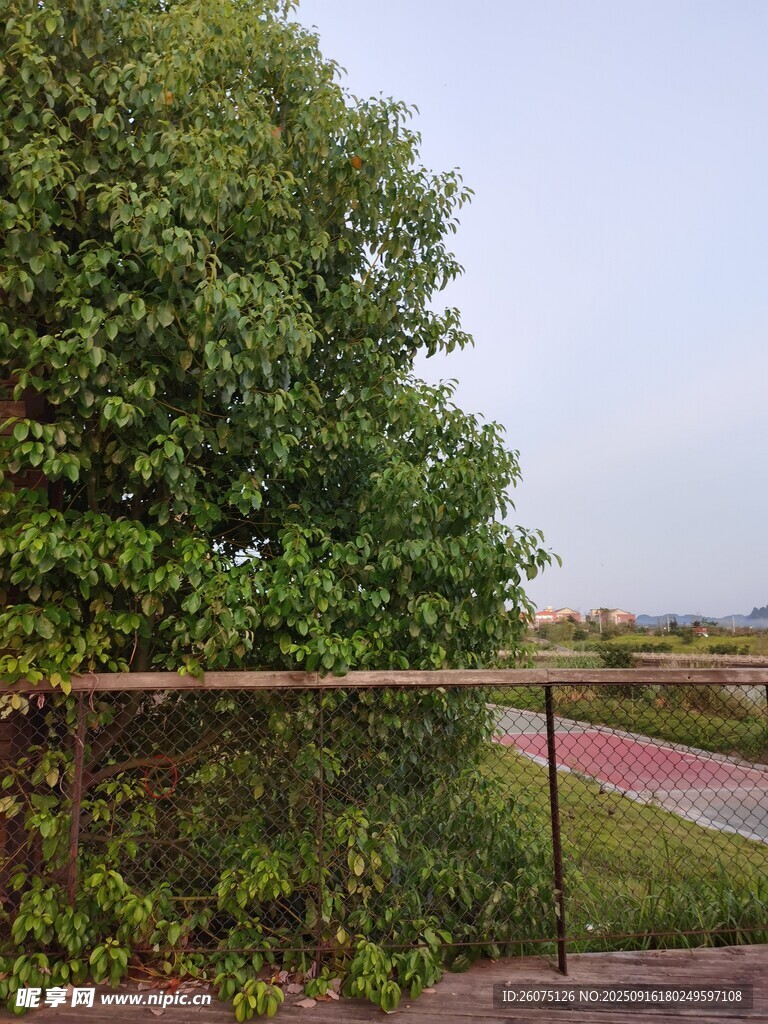 户外绿植与开阔景观