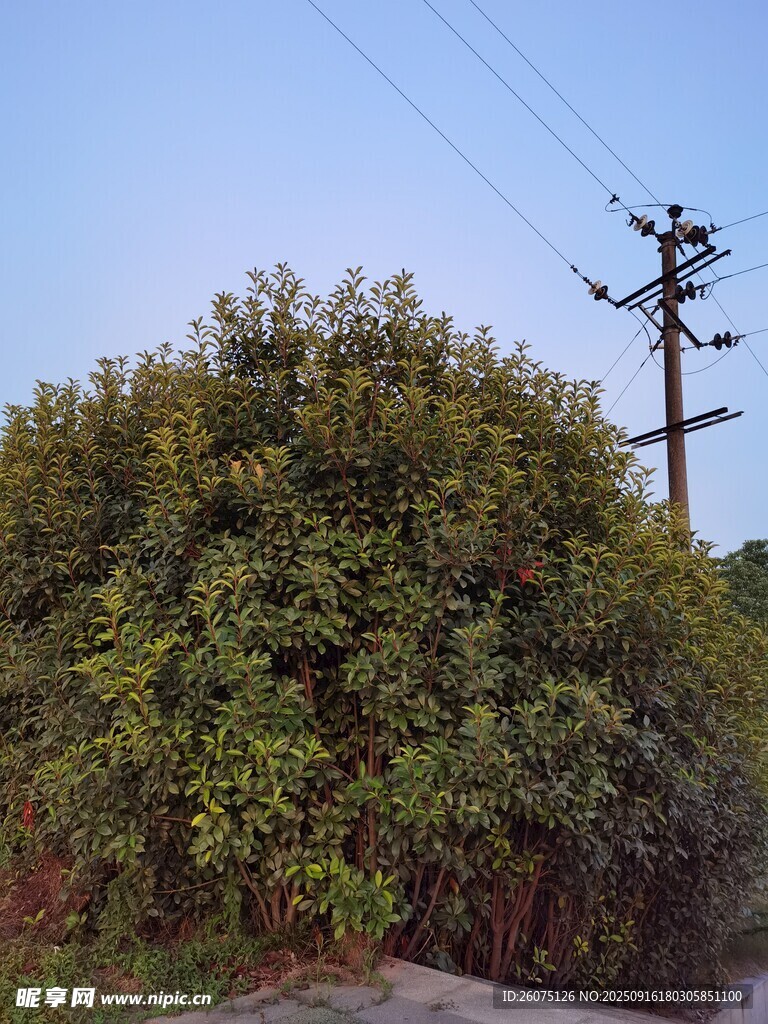 路边繁茂绿树与电线杆