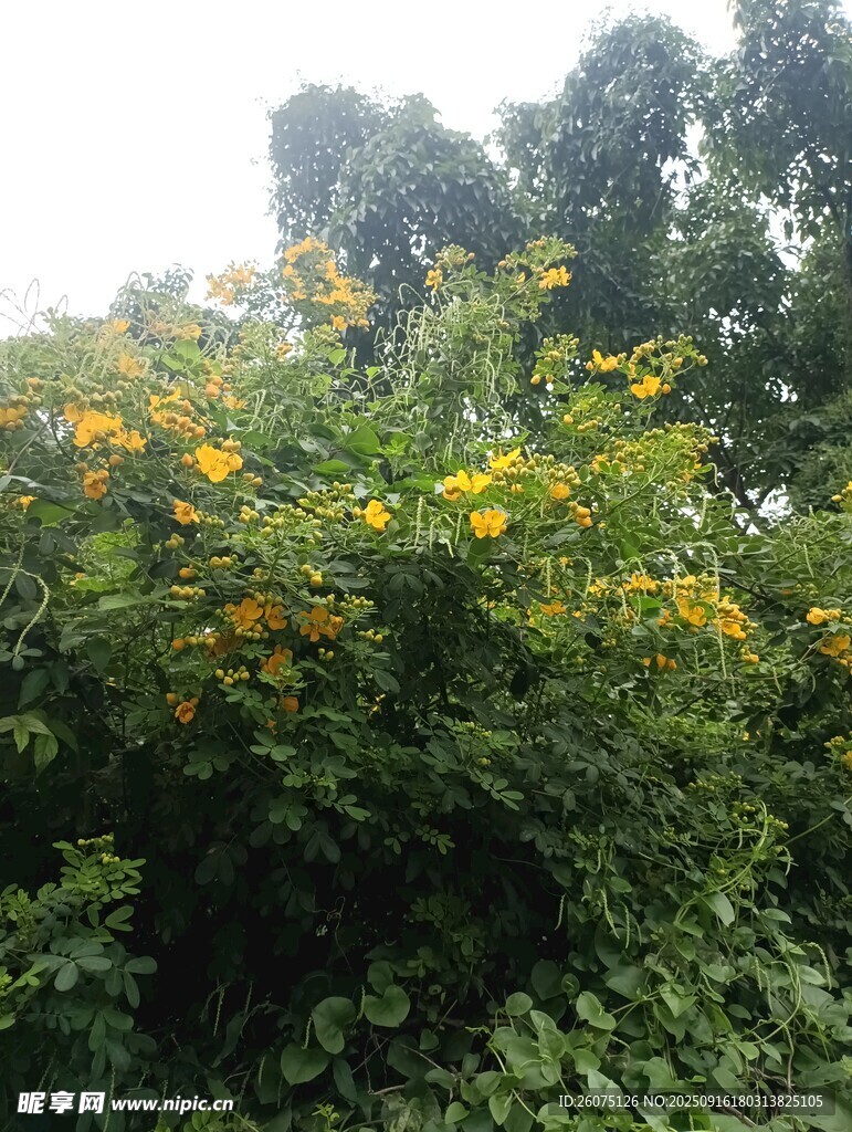 盛开的黄色花丛
