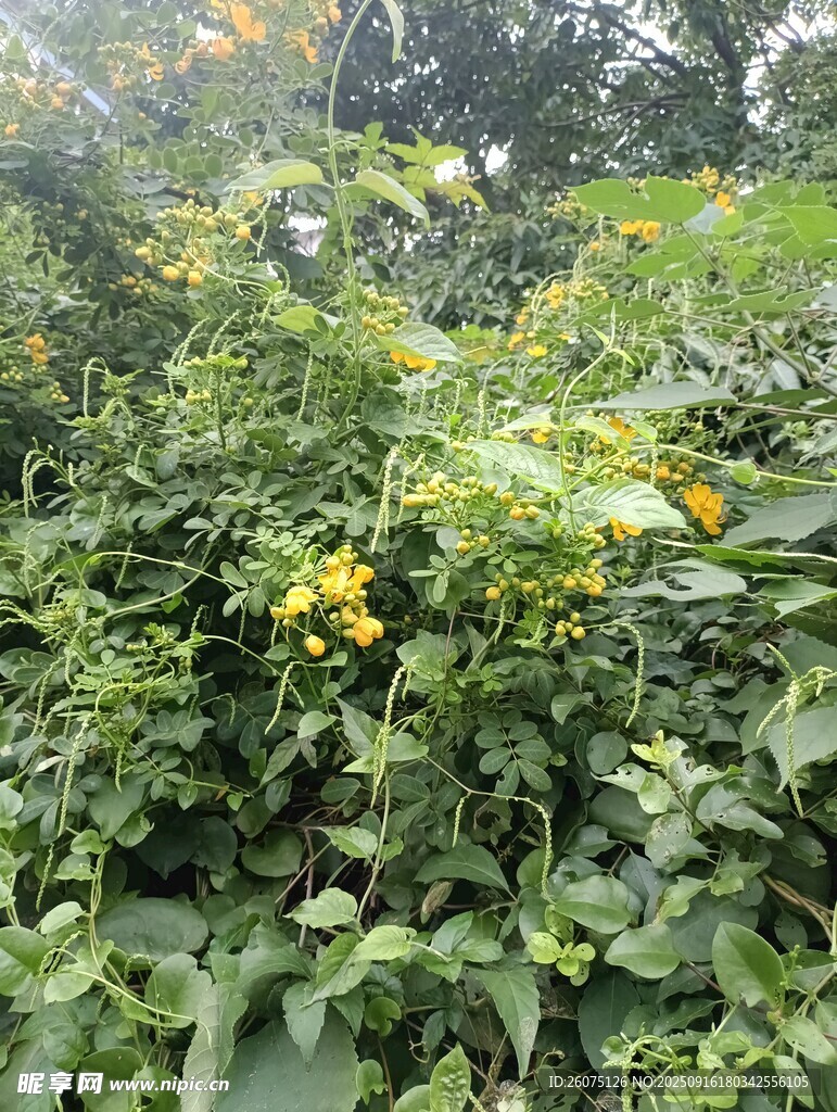 繁茂绿植中的黄色小花