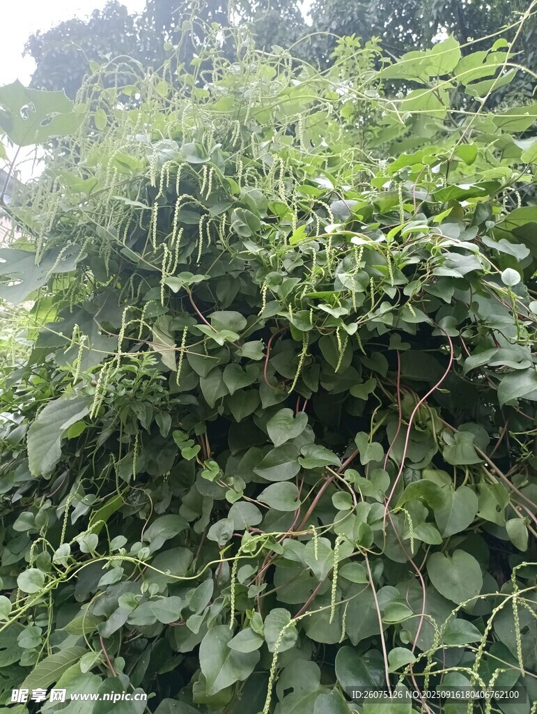 繁茂绿植景观