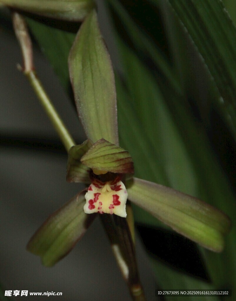 珍稀兰花特写