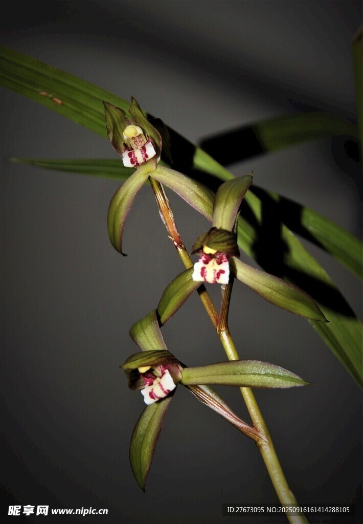 优雅兰花特写