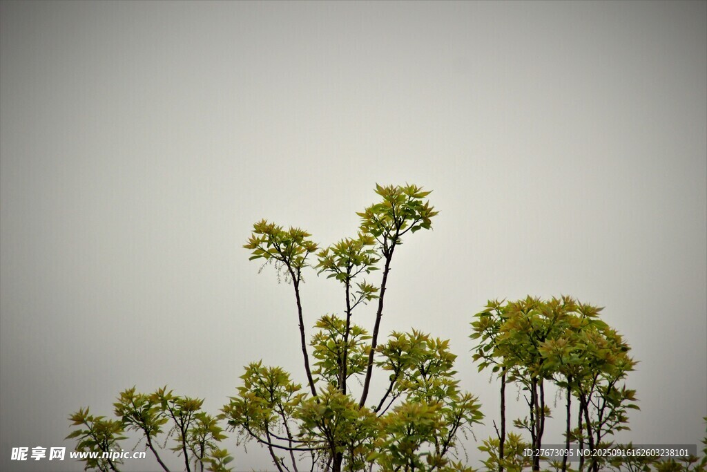 绿色植物特写