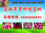 蒙脆苹果种植基地采摘信息