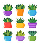 盆栽植物插图