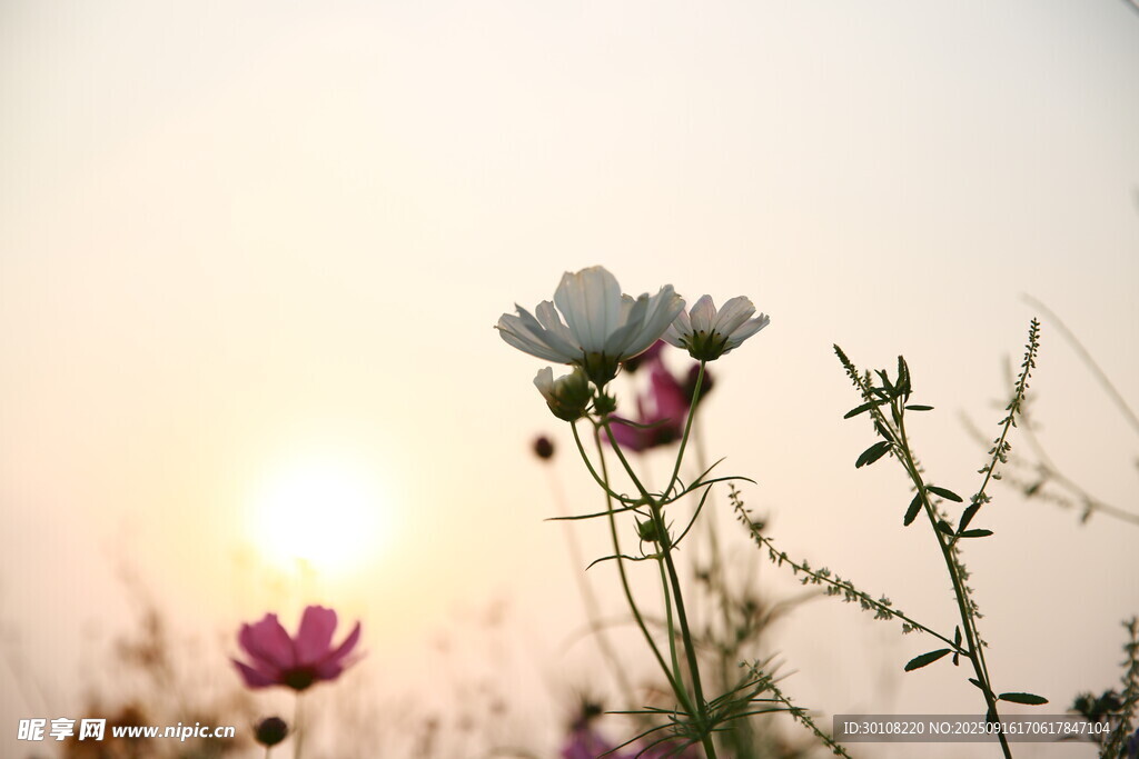 夕阳