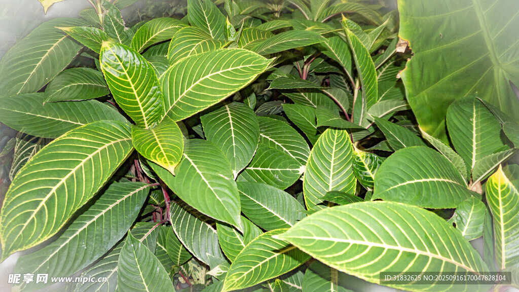 翠绿叶片植物特写