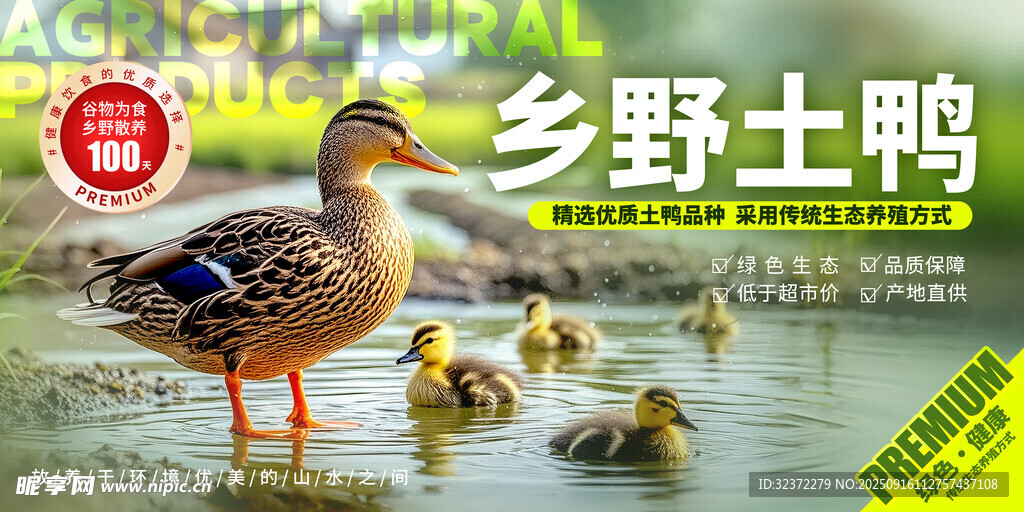 乡野土鸭带小鸭水中嬉戏