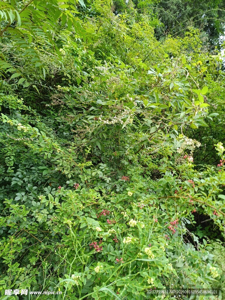 茂密绿植景观