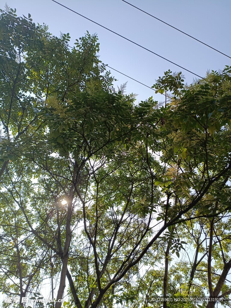 阳光透过枝叶的绿意景象