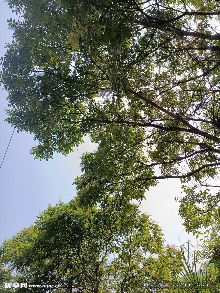 仰视茂密树冠