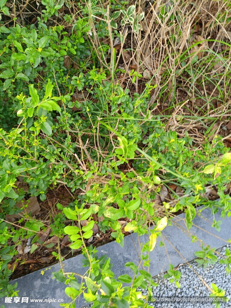 路边茂盛的绿色植物