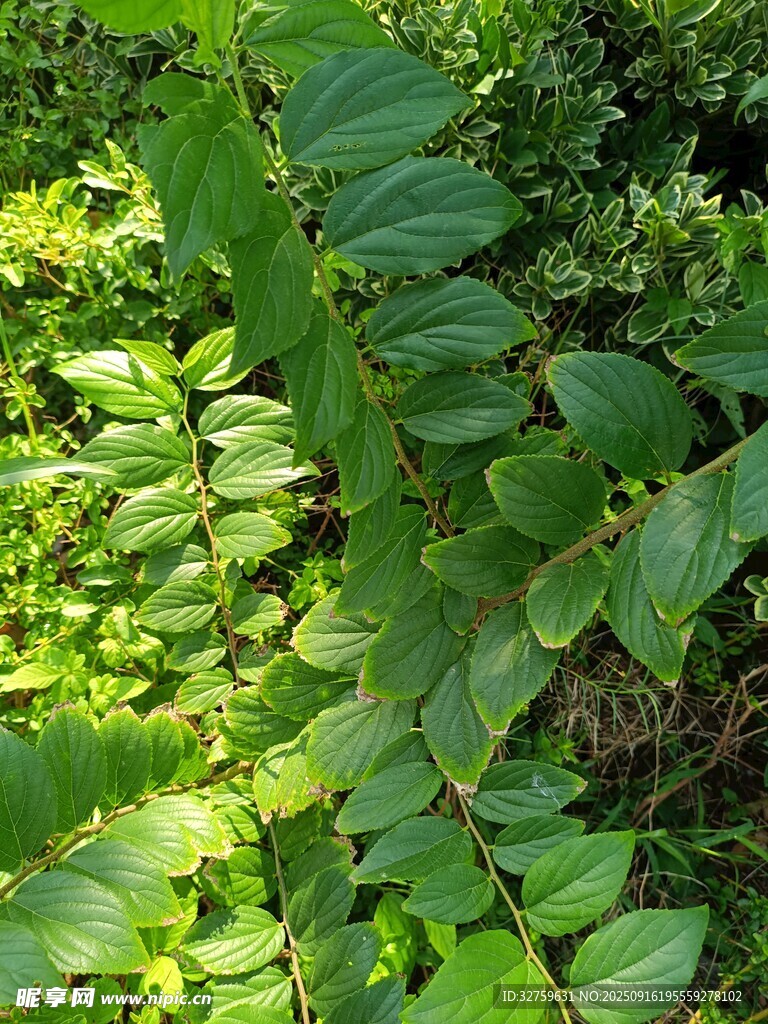 翠绿繁茂的植物枝叶