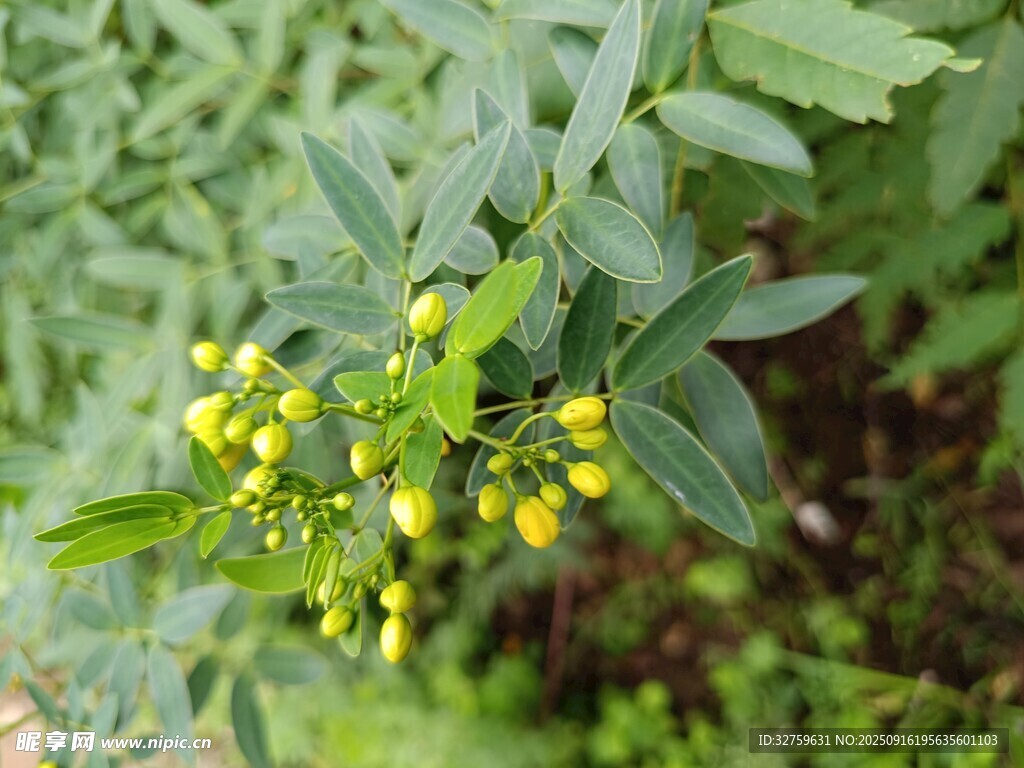 枝头黄绿小果植物特写