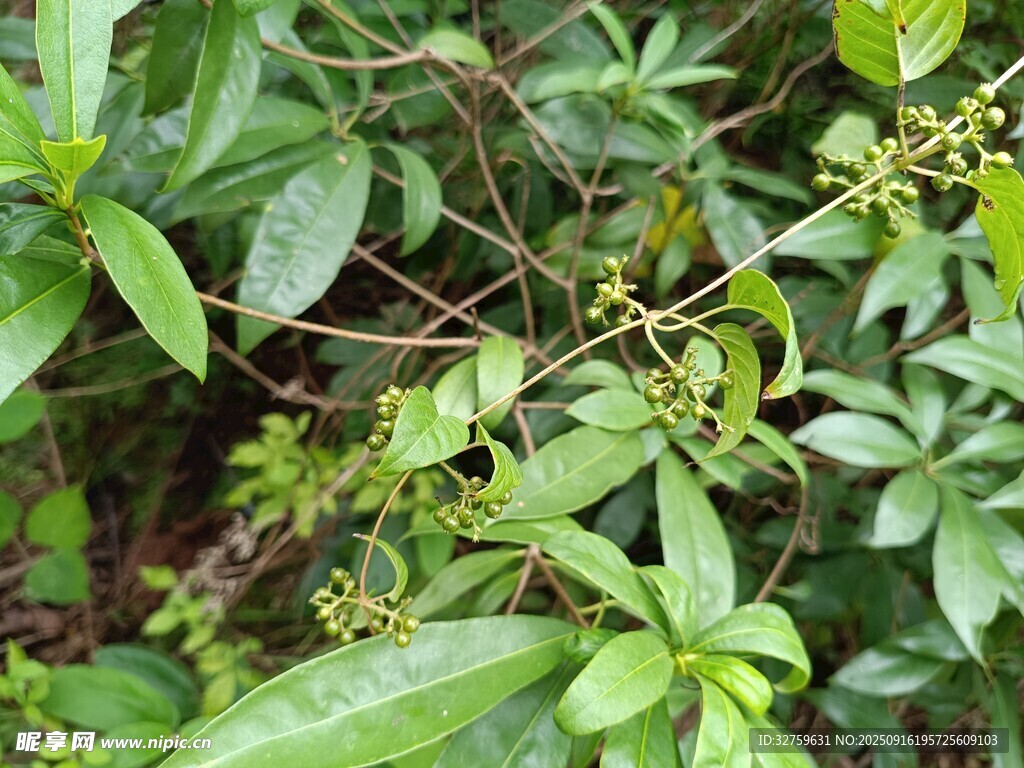 繁茂绿植中的细小果实