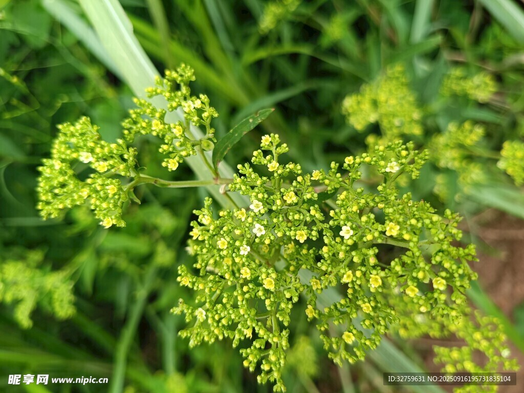 绿色小花植物特写