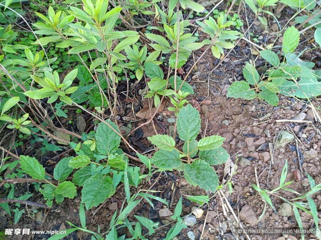 地面生长的绿色植物