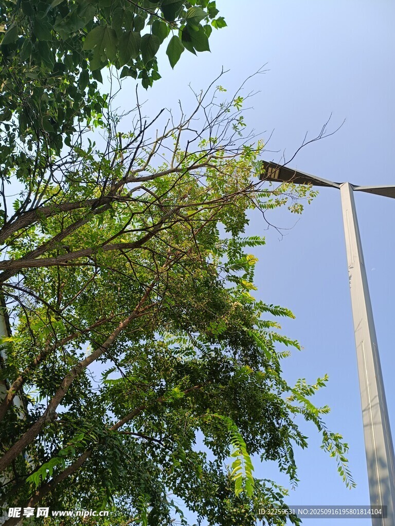 绿树旁的高耸金属结构