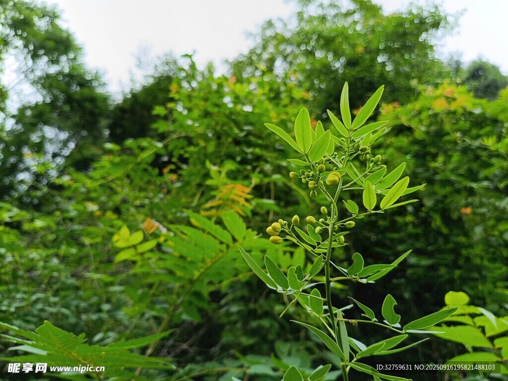 翠绿繁茂的野外植物景观