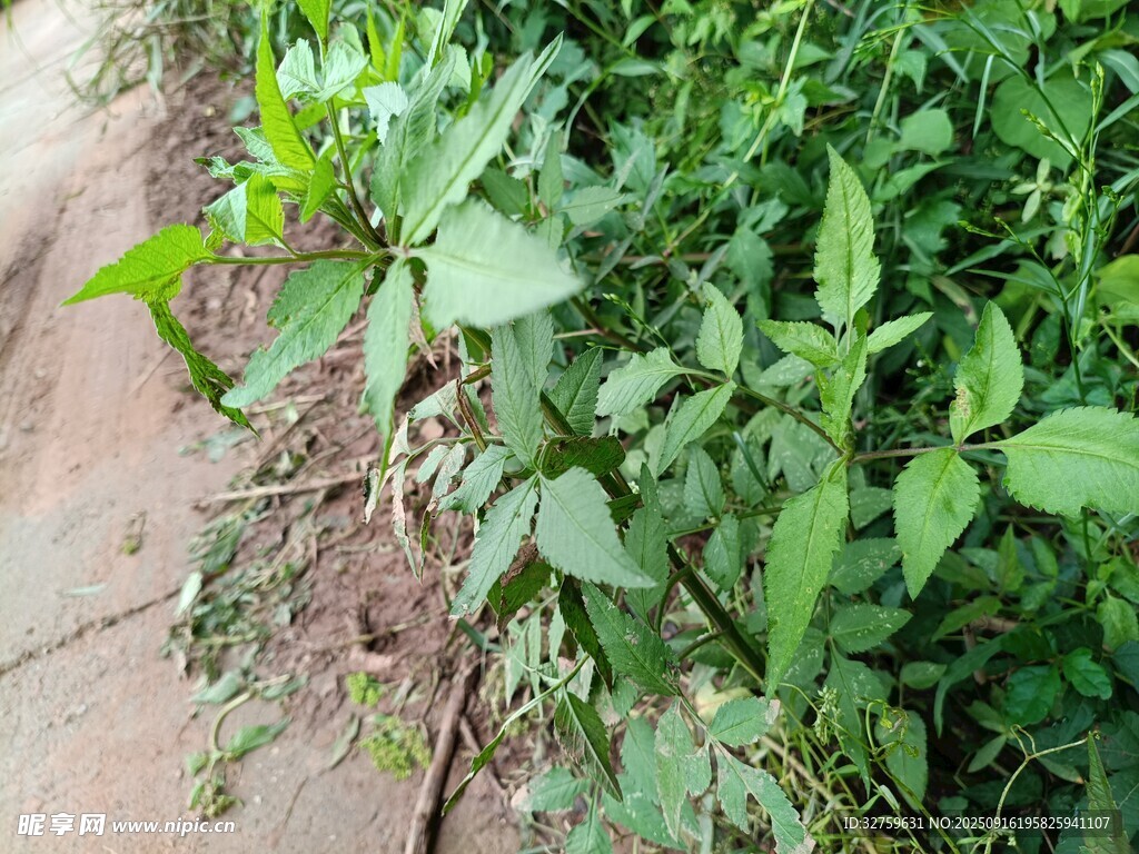 路边生长的绿色植物