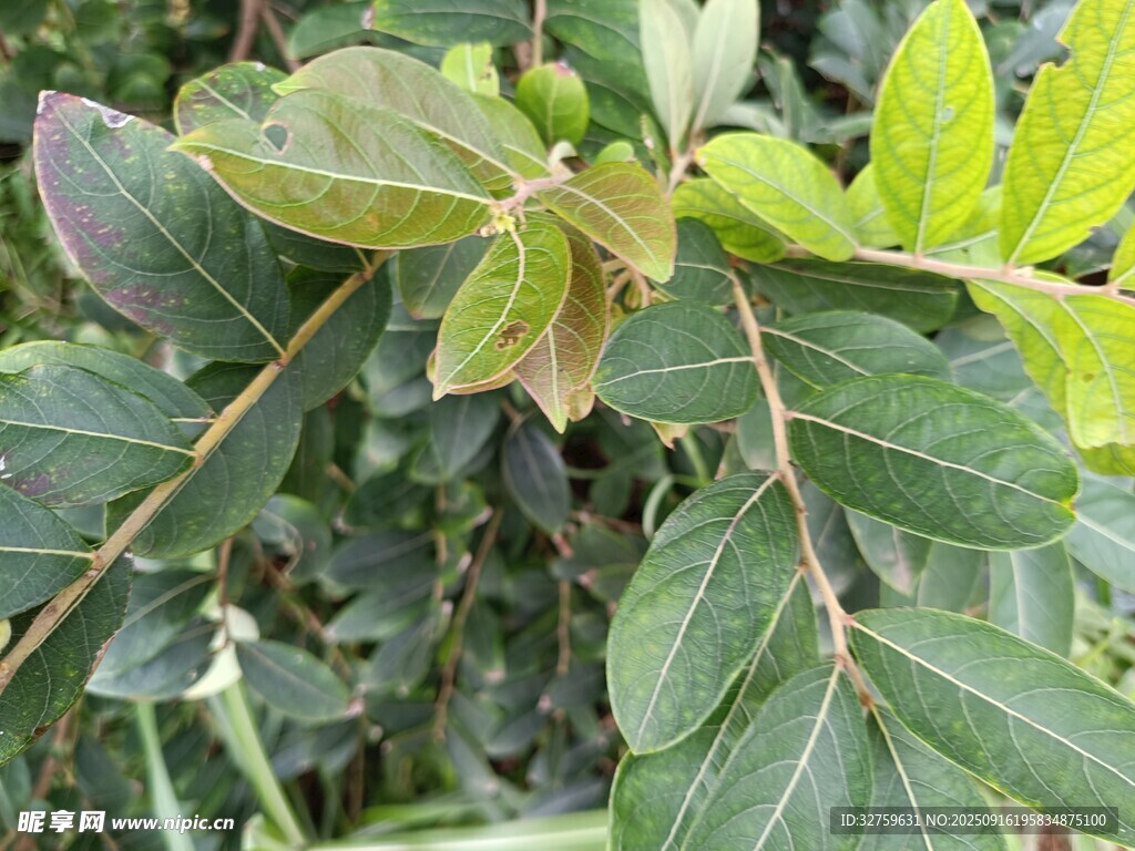 绿叶植物特写