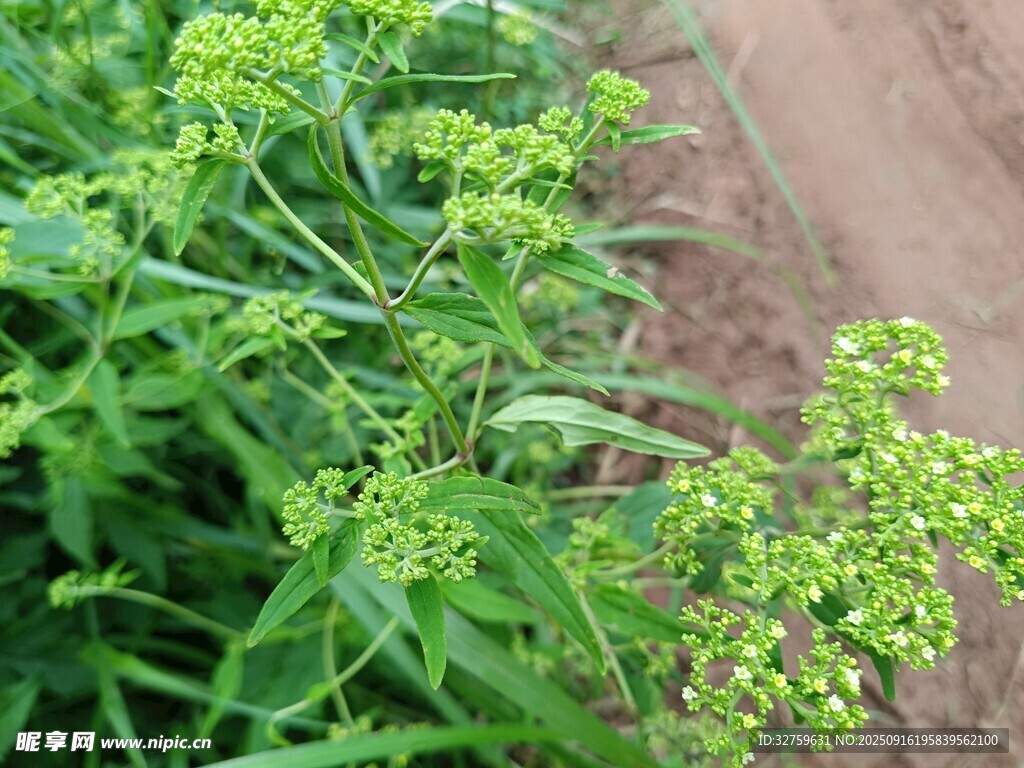 绿色繁茂的植物